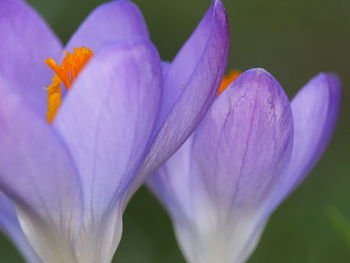 Close-up of purple iris