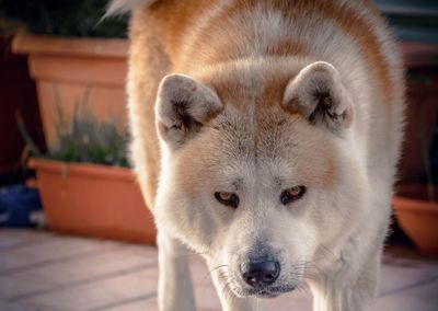 Close-up portrait of japanese akita standing in lawn