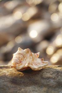 Close-up of snail on leaf