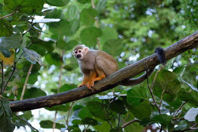 Low angle view of monkey on tree