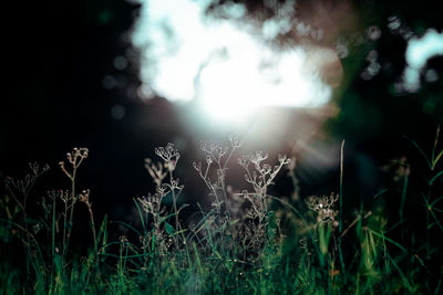 Sunlight streaming through trees on field