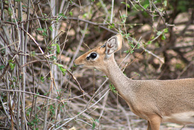 Dik-dik by plants in forest