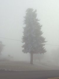 Trees in foggy weather