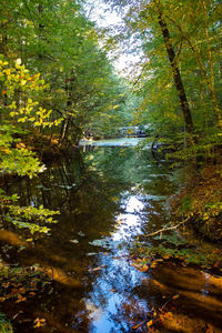 Scenic view of river in forest