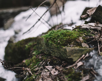 Close-up of moss growing on rock