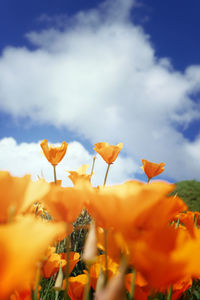 Close-up of orange flowering plant on field against sky