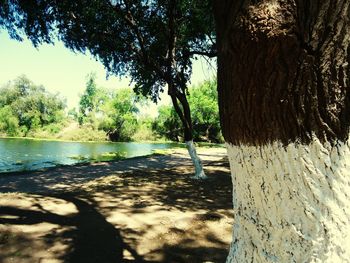 Trees growing in water