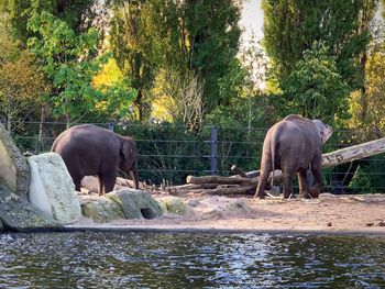Elephant in a forest