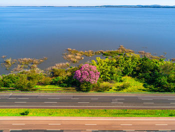 Pink flowering plants by road by sea against sky