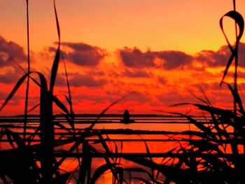 Close-up of silhouette plants against orange sky