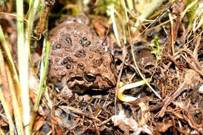 High angle view of snake on grass