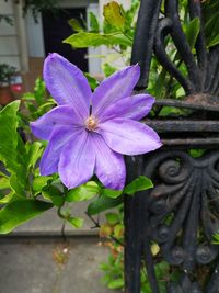 Close-up of purple flowering plant in back yard