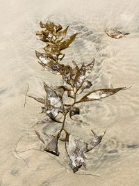 High angle view of dry leaves on land