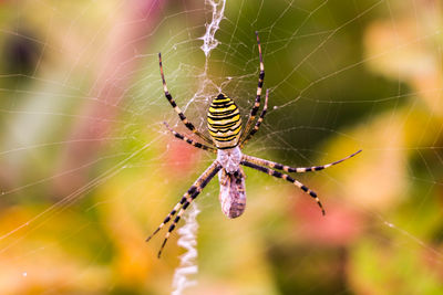 Close-up of spider on web