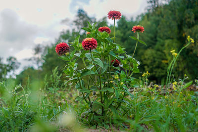 Close-up of red flowering plants on field