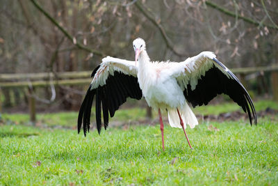 Close-up of bird on field