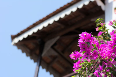 Low angle view of flowers