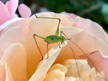 Close-up of insect on flower