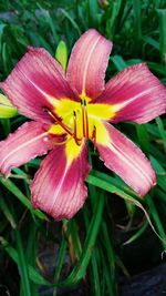 Close-up of pink flower