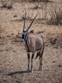 Young oryx antelope in etosha national park, namibia, africa