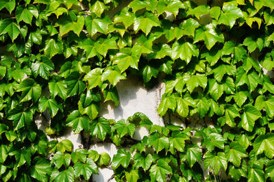 High angle view of plants