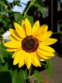 Macro shot of sunflower