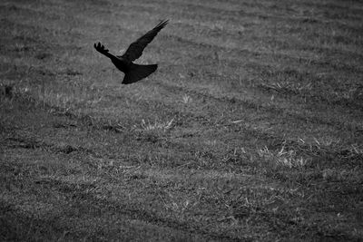 Bird flying over field