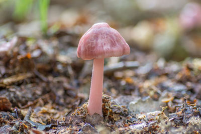 Close-up of mushroom growing on field