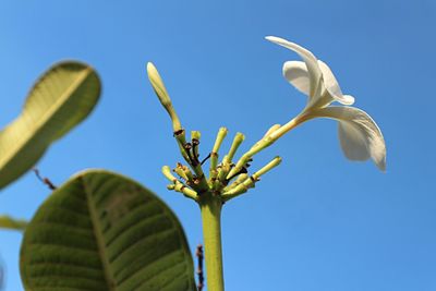 Low angle view of flower against clear blue sky