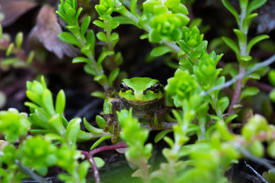 Close-up portrait of frog on plant