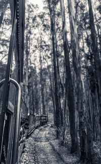 Trees in forest during winter