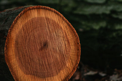 Close-up of tree stump in forest