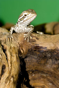 Close-up of lizard on wood