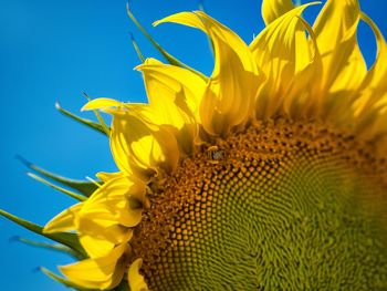 Close-up of yellow sunflower against blue sky