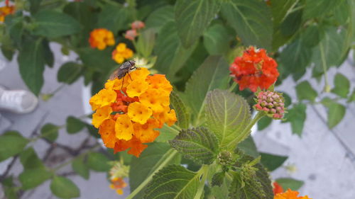 Close-up of orange butterfly on plant in park
