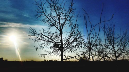 Silhouette tree on field against sky at sunset