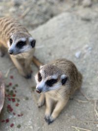 High angle meerkats relaxing on field 