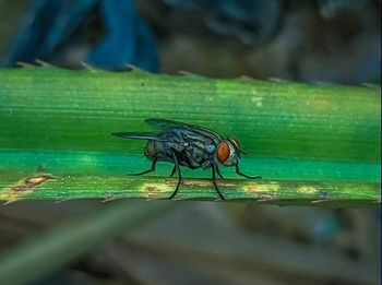 Close-up of fly on leaf