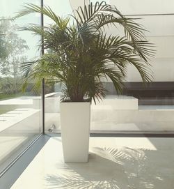 Potted plant on table by swimming pool