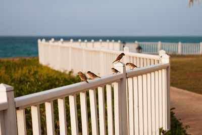 Sparrows perching on wooden railing against sky