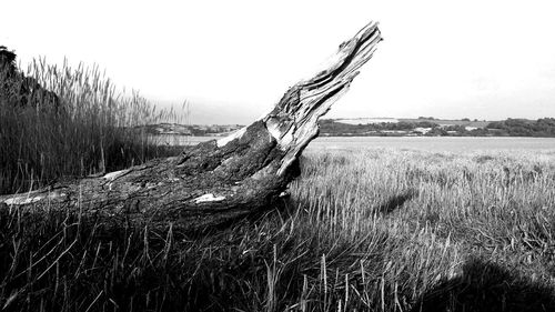 Driftwood on field against sky