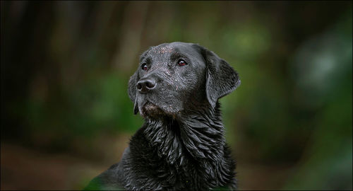 Close-up of a dog looking away