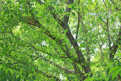 Low angle view of tree in forest