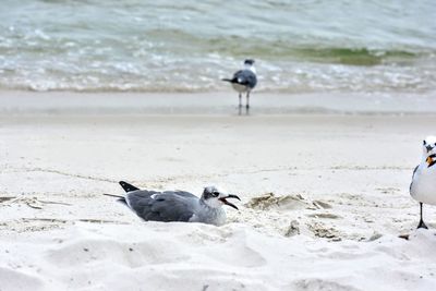 Seagulls on beach