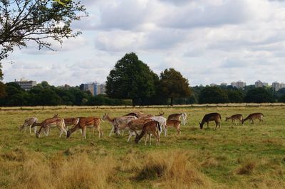 Horses grazing on field against sky