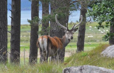 Deer standing in forest