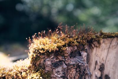 Close-up of moss growing on wood