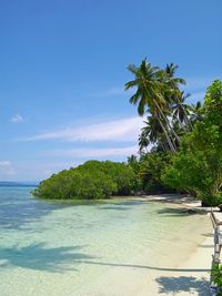 The coconut tree in the tropic island