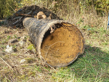 Close-up of logs in forest