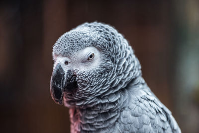 Close-up of bird